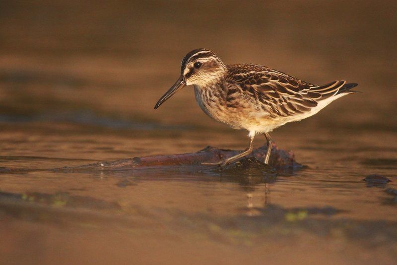 Грязовик фото превью