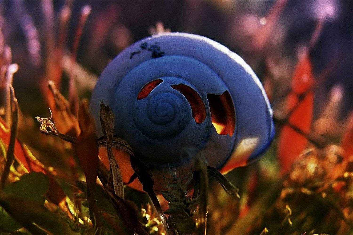 wake,macro,sony h , zeiss, Эмеральд Ваке &copy;