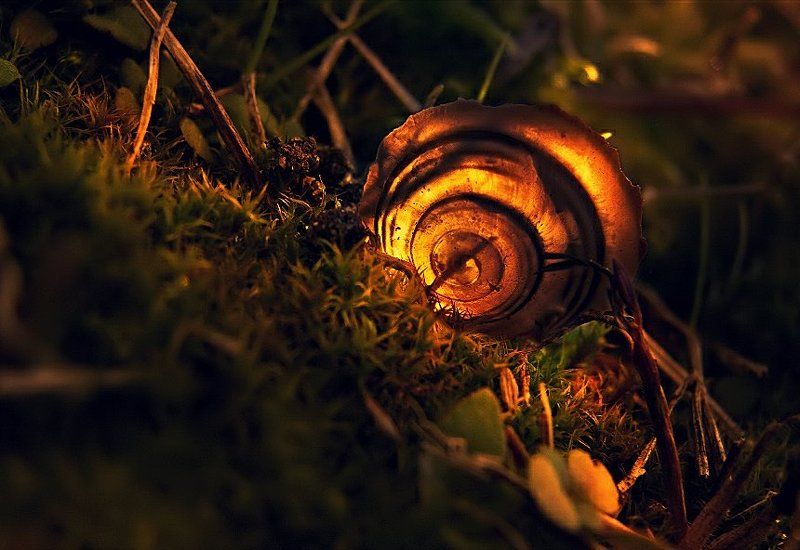 wake,macro,shell,sonyh, Shine On фото превью