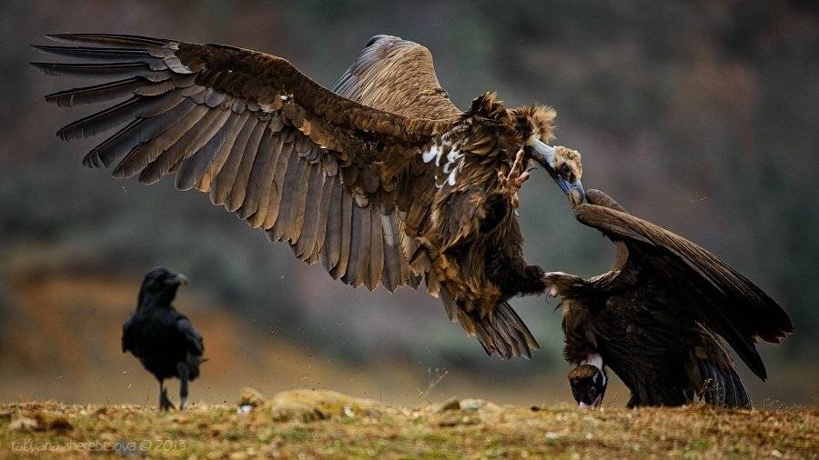 , Татьяна Жеребцова