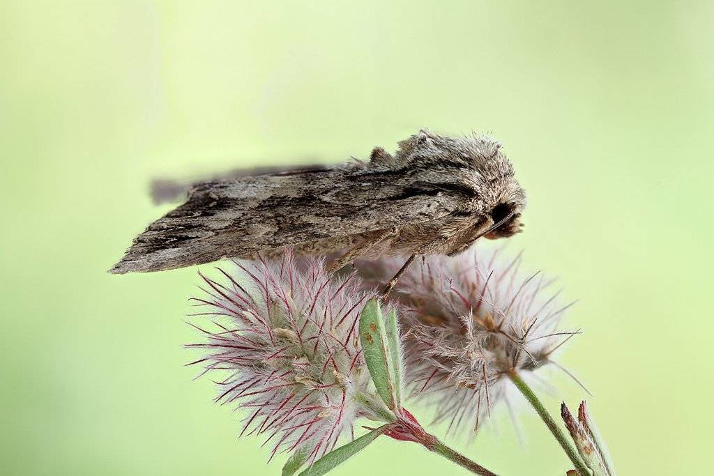 , Сергей Таланов