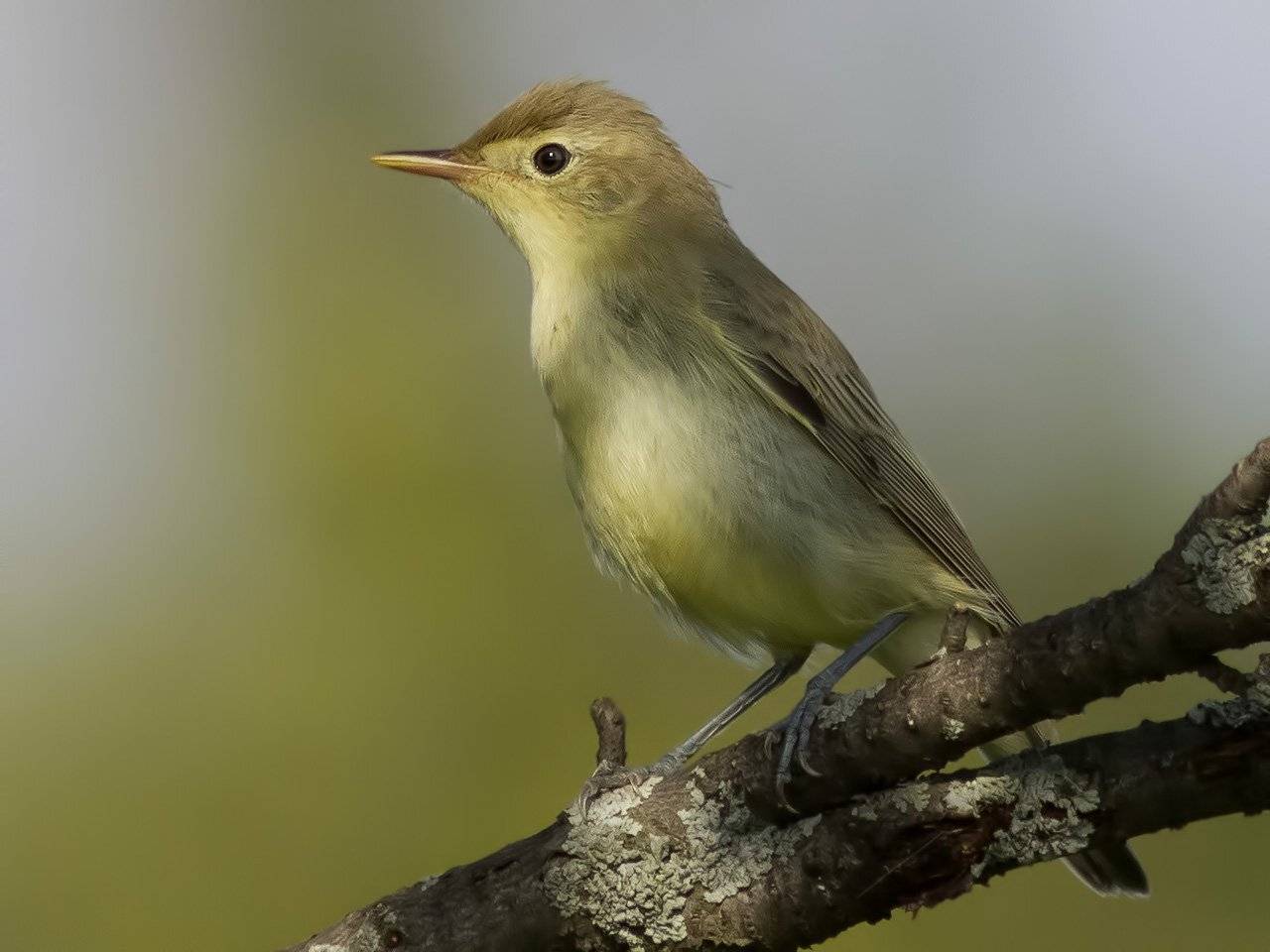 , Ляпустин Юра