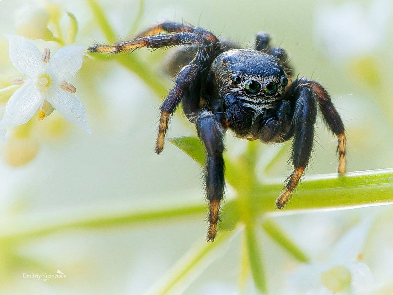 , Кузнецов Дмитрий