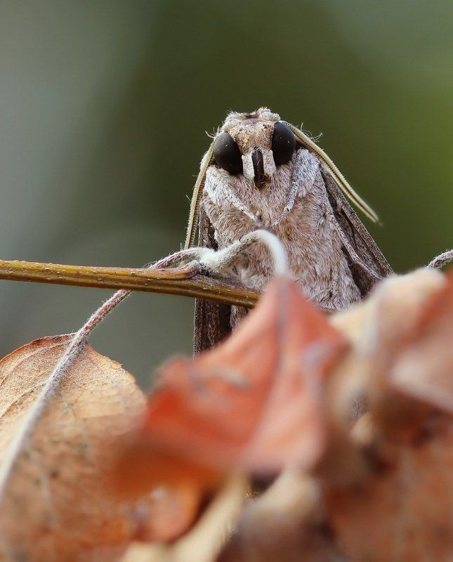 Портрет бражника фото превью