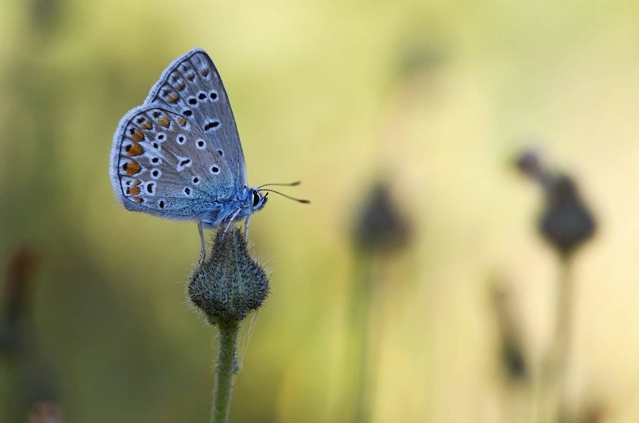 Бабочка, Голубянка, Макро, Леонид