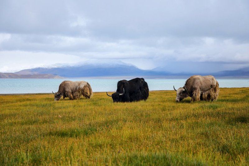 Yaks at Karakul lake фото превью