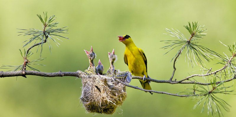 WHAT IS LOVE фото превью