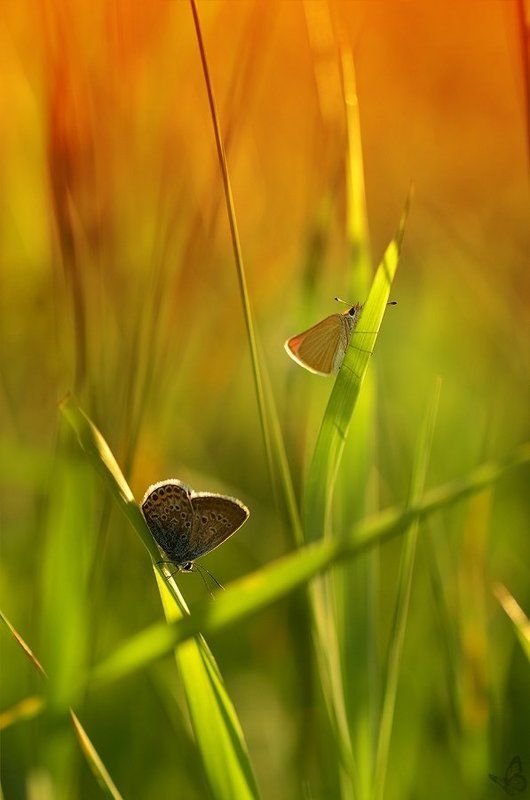 двоюродные братья фото превью
