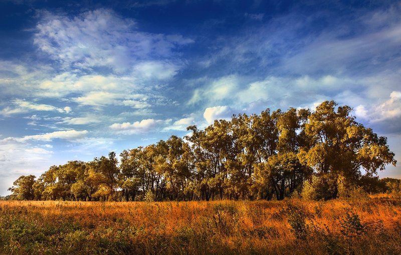 Про рыбу без хвоста. фото превью