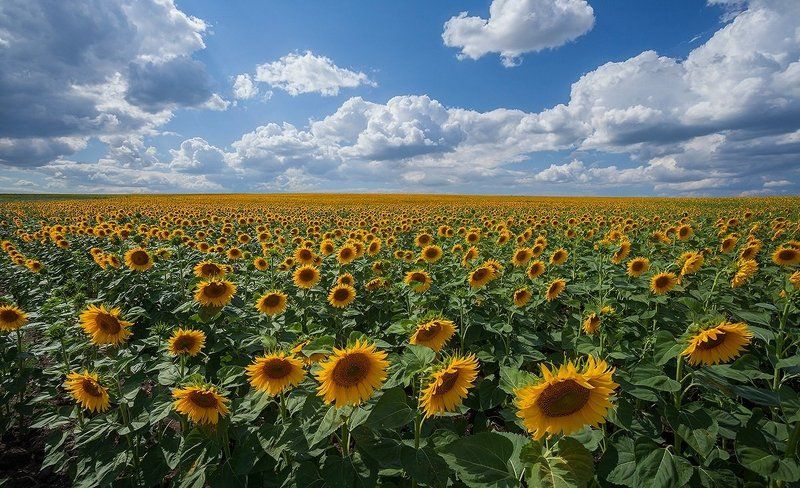 подсолнухи О лете.. фото превью