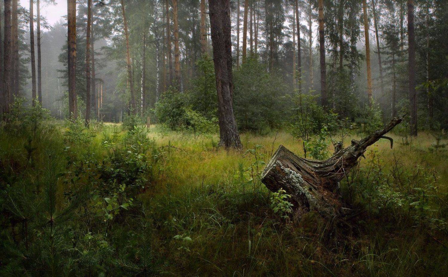 , Дмитрий Алексеев