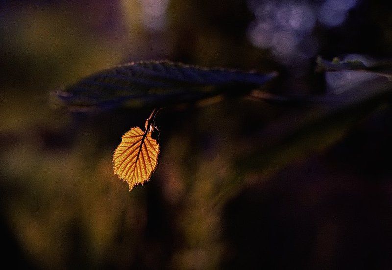 wake,helios,zenit,scan Helios Sense фото превью