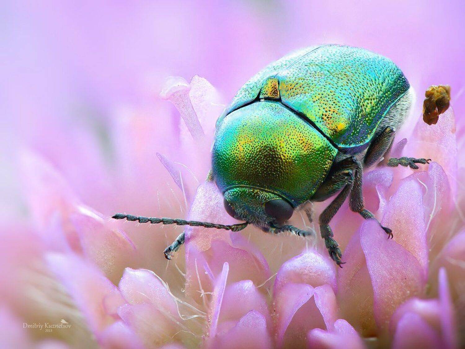 , Кузнецов Дмитрий