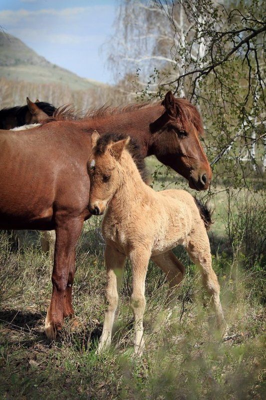 Сивка- бурка ... фото превью