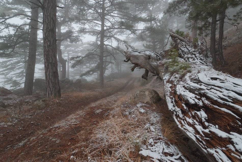 , Саша  Вайсберг.