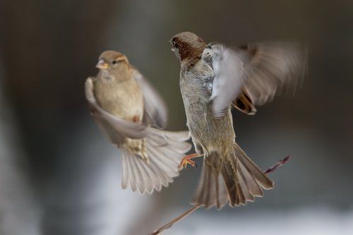 Танец с веерами
