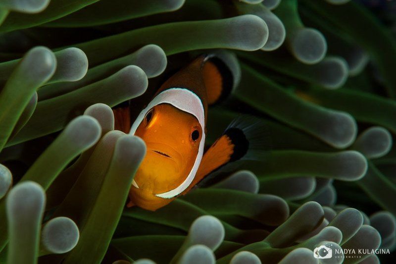 amphiprioninae, anemone, clown, fish, nemo, underwater, амфиприоны, немо, nemo, amphipri Прятки фото превью