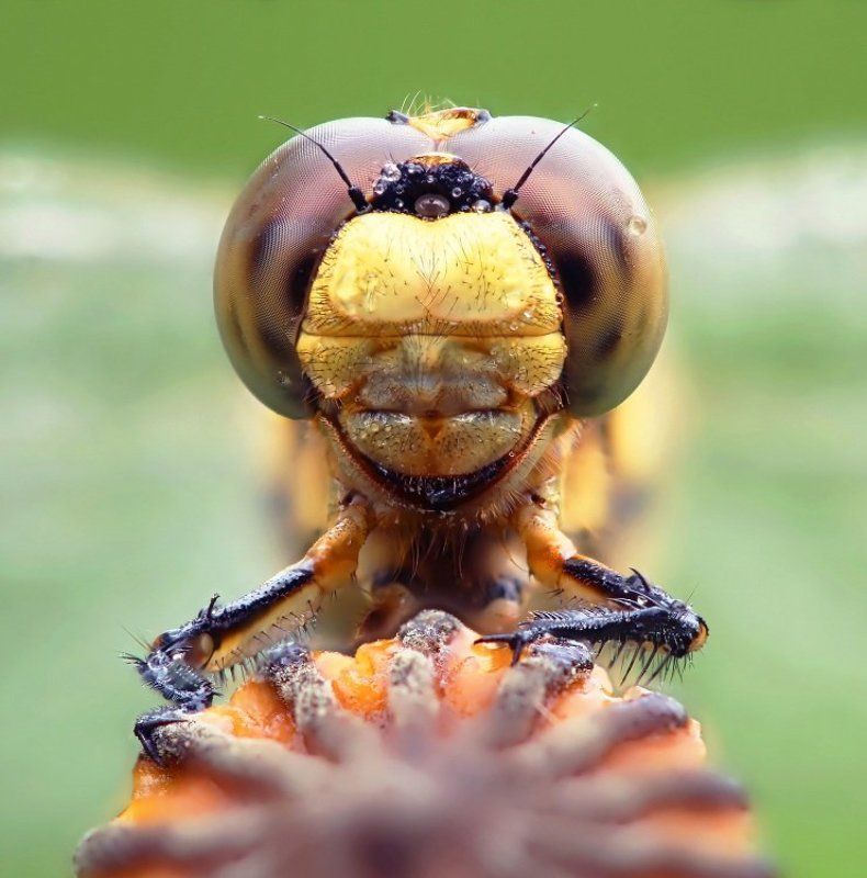 Портрет стрекозы фото превью