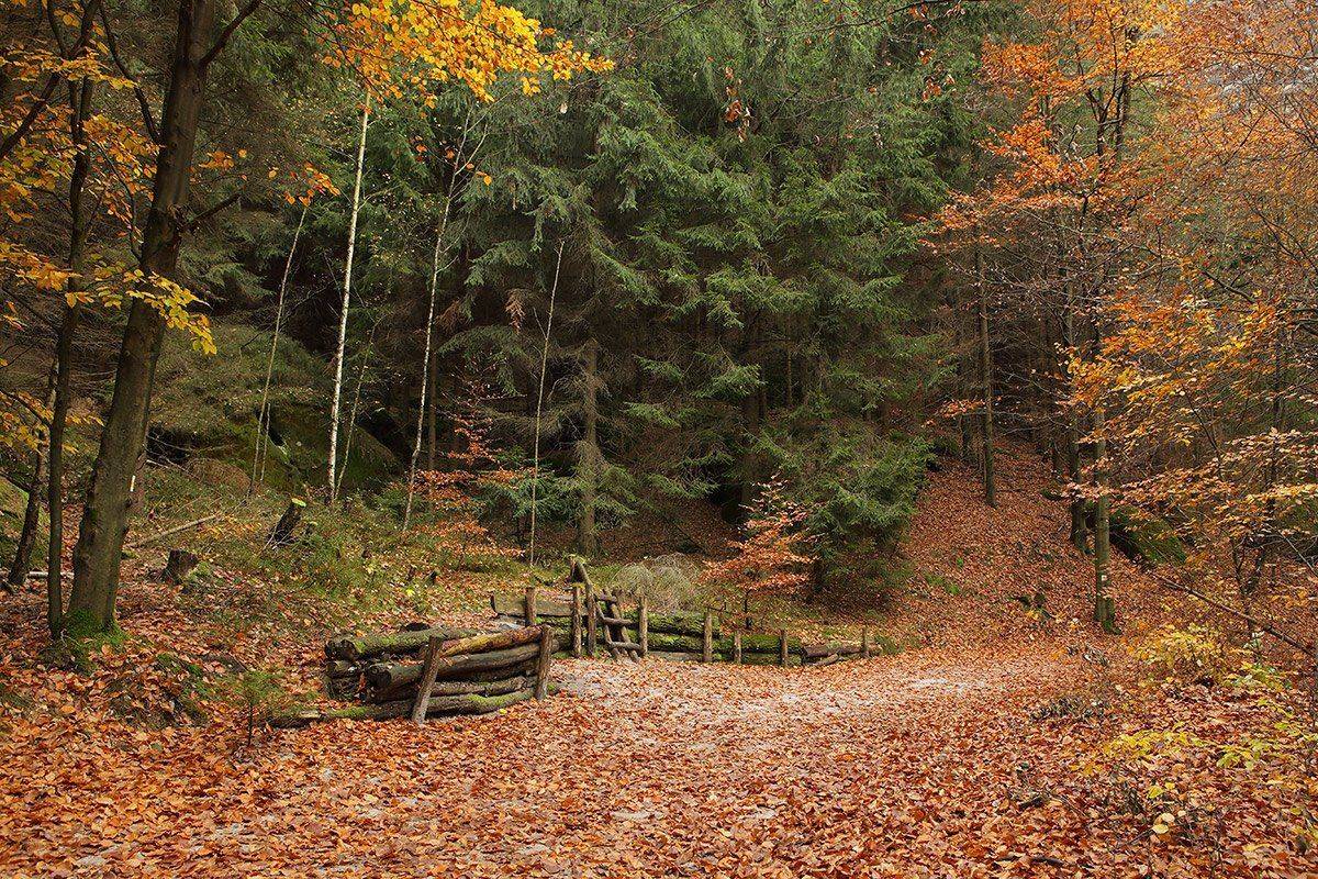 , Игорь Дубровский