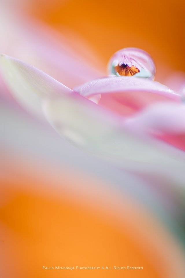 , Paulo Mendon&ccedil;a