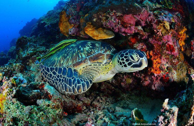 Бунакен. Черепахи. фото превью