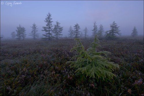 Тундра, однако