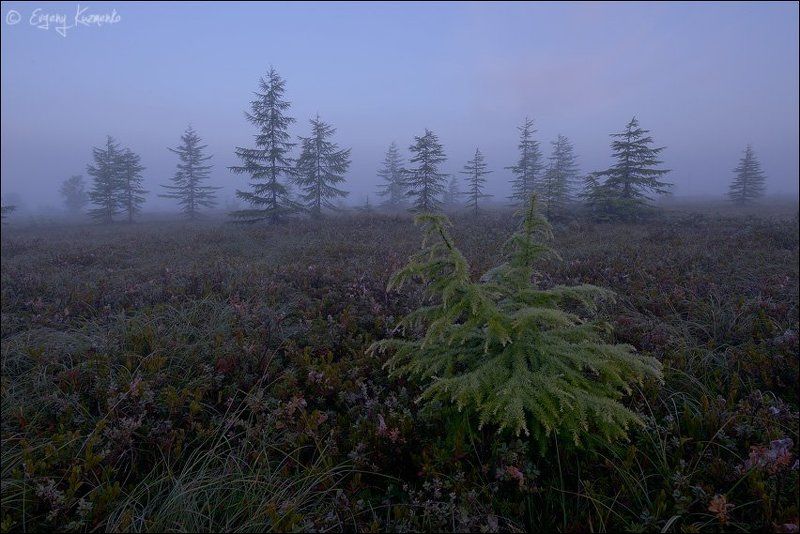 Ноглики, Паутинка, Сахалин, Тундра Тундра, однако фото превью
