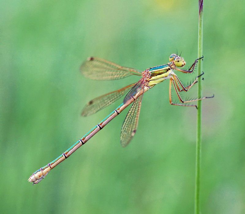 *** фото превью