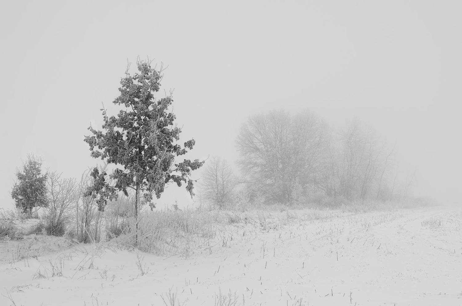 Деревья, Зима, Иней, Туман, Андрей Балабин