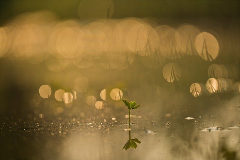 Эхо болот... фото превью