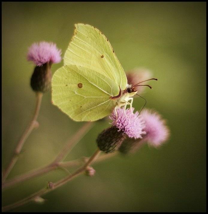 , Krzysztof Trojanowski