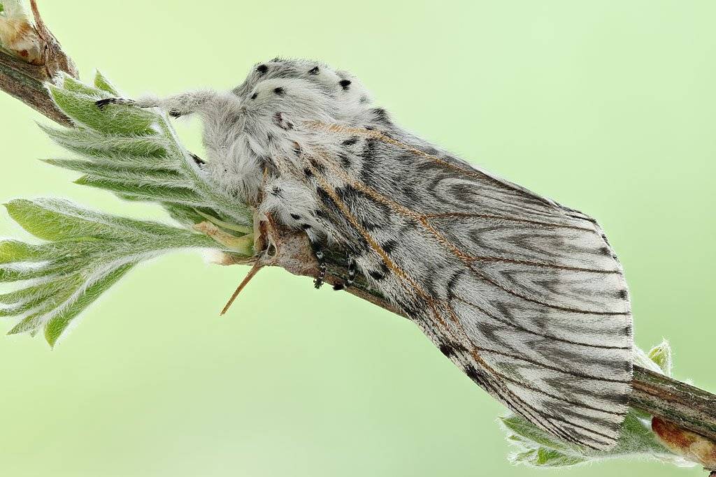 , Сергей Таланов