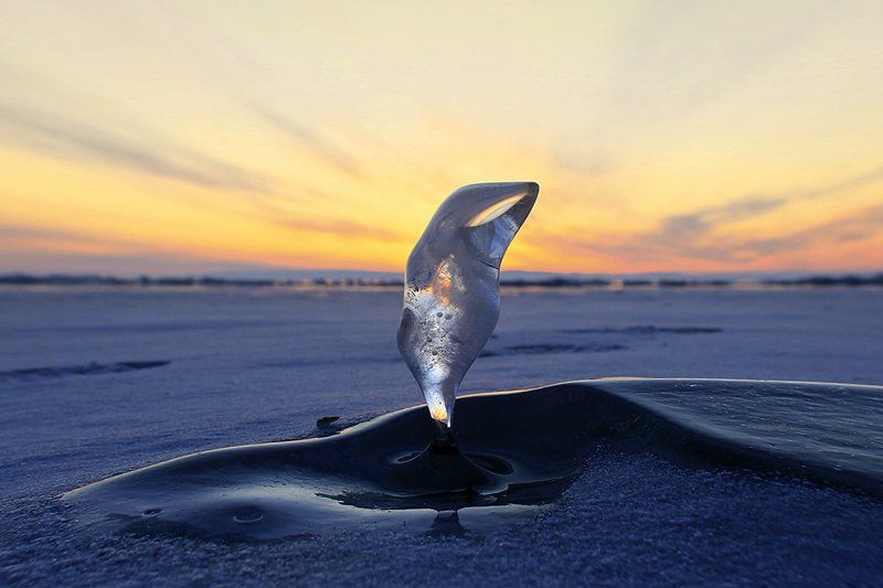 Dolphin фото превью