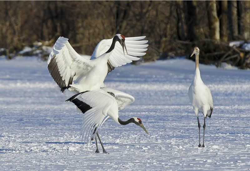 WHEN A MAN LOVES A WOMAN (THE MOMENT OF MAKING LOVE) фото превью