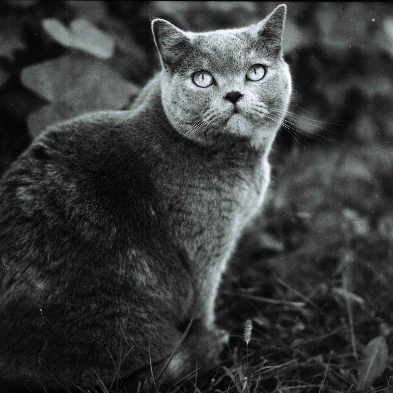 Allegra фото превью