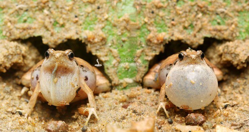 Лягушка пузыря фото превью