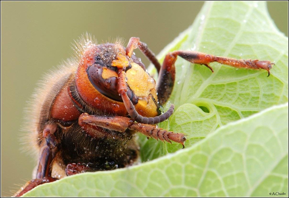 мокрый,шершень,дождь,пора,вылезать, Александр Чувилин