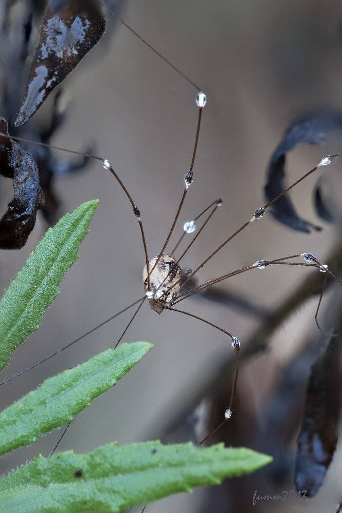 , Игорь ФУММ