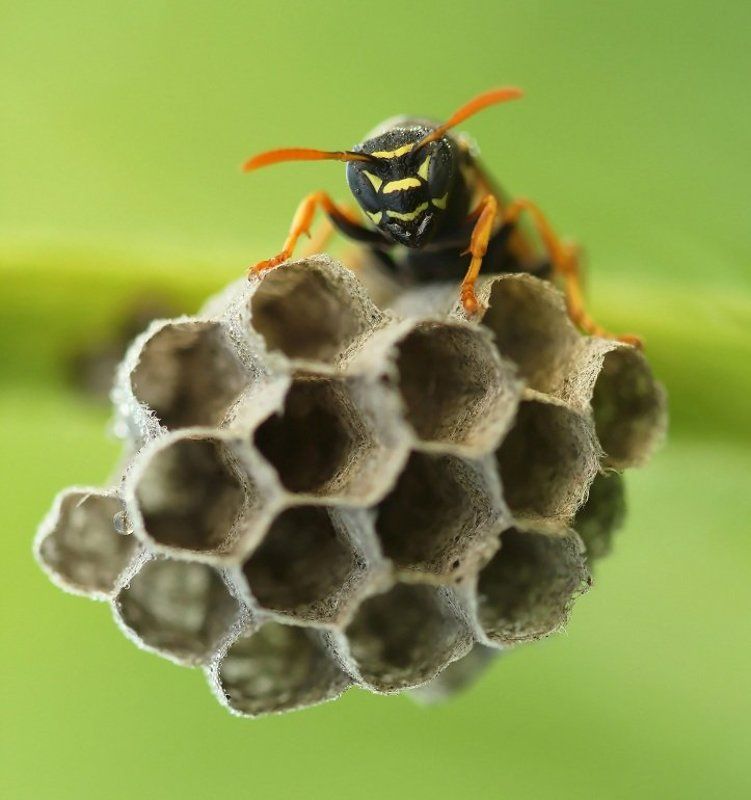 На гнезде фото превью