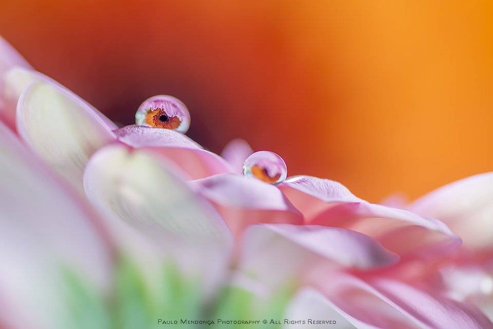 , Paulo Mendon&ccedil;a