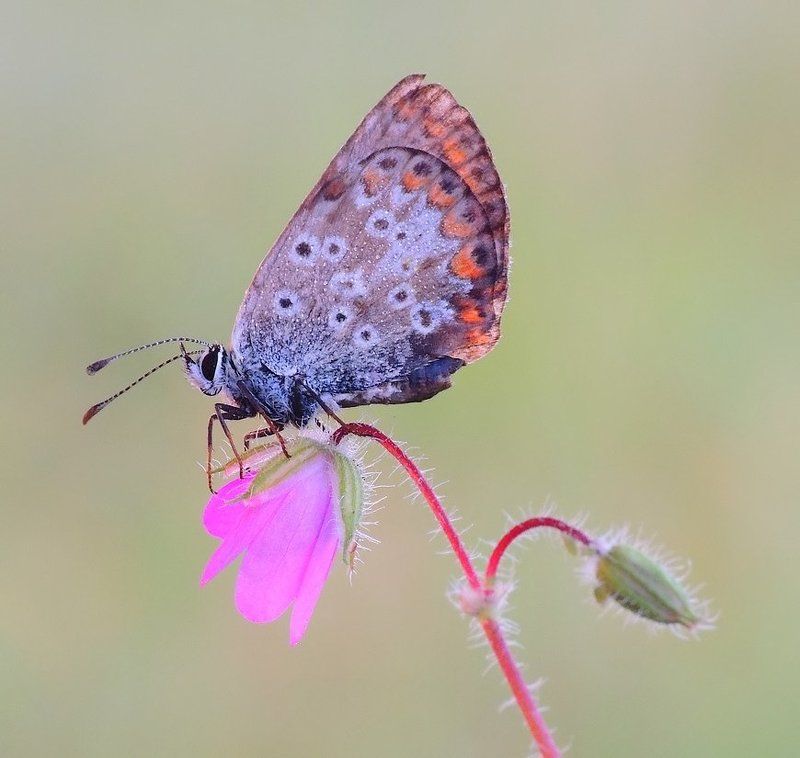 Butterfly Dream ... фото превью