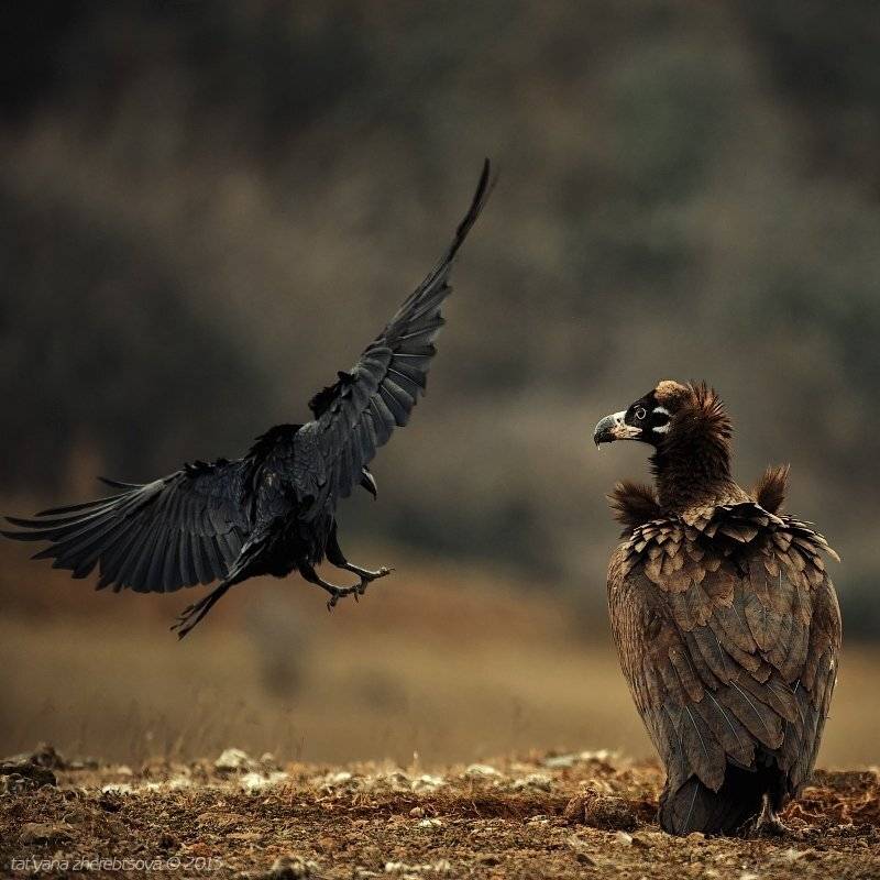 , Татьяна Жеребцова