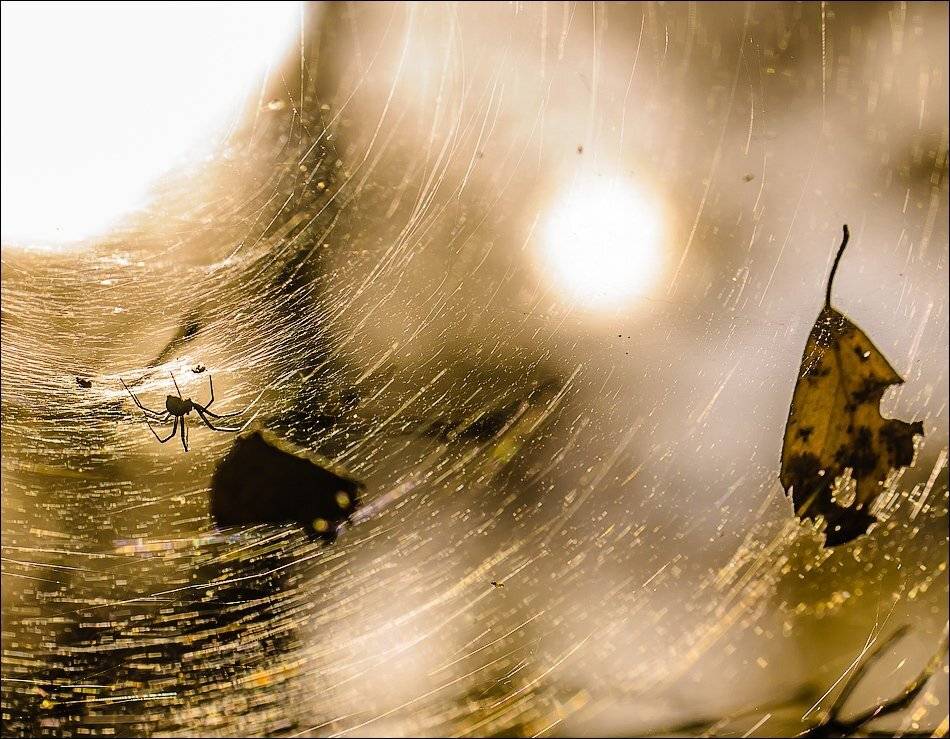 , Бурлов Андрей