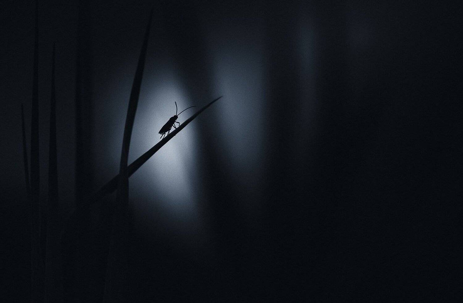 , Александр Чорный