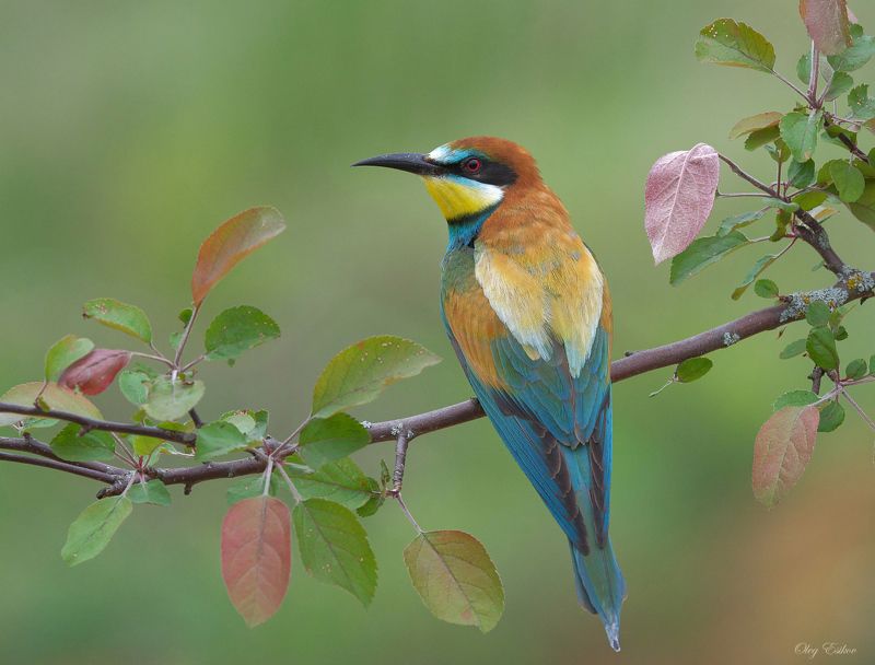 Золотистые щурки. Сезон 2021 фото превью
