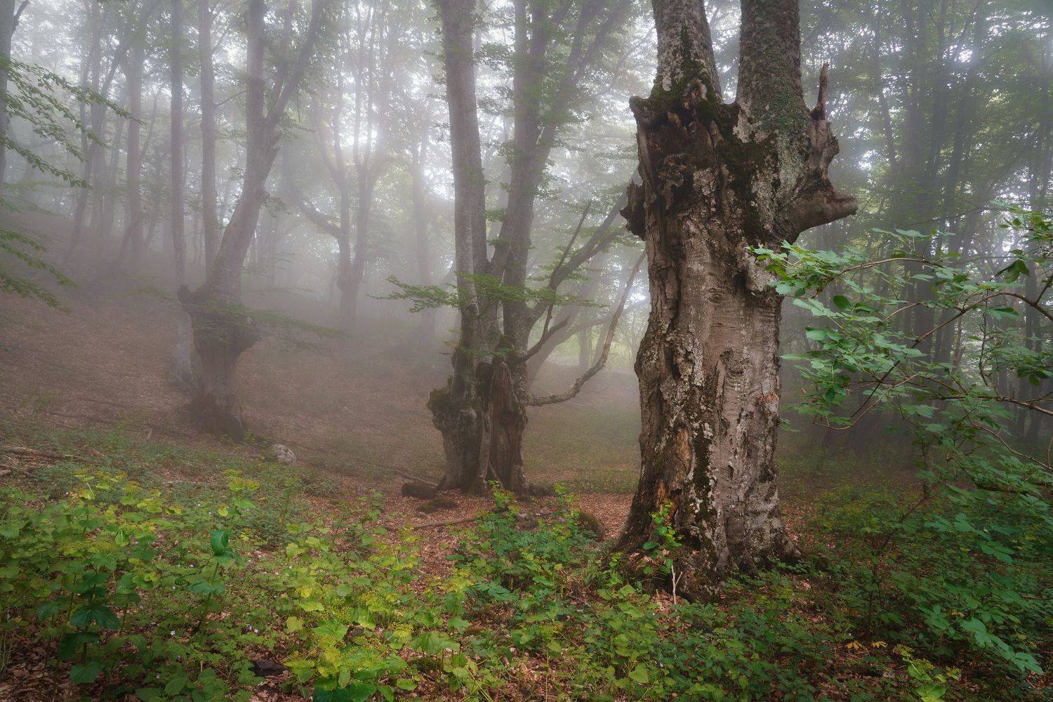 лес, деревья, туман, Григорий Бельцев