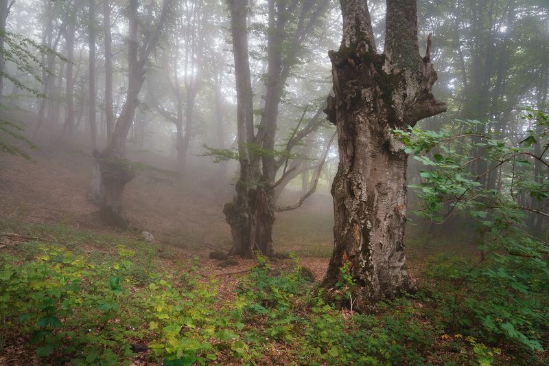 лес, деревья, туман Хранители сказочного леса фото превью