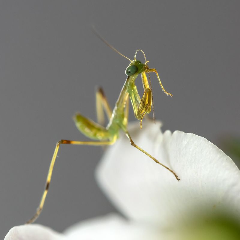 Карамелька фото превью