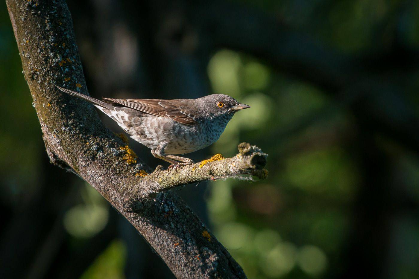 ястребиная славка, птицы, birds, wildlife, barred warbler, Алексей Юденков