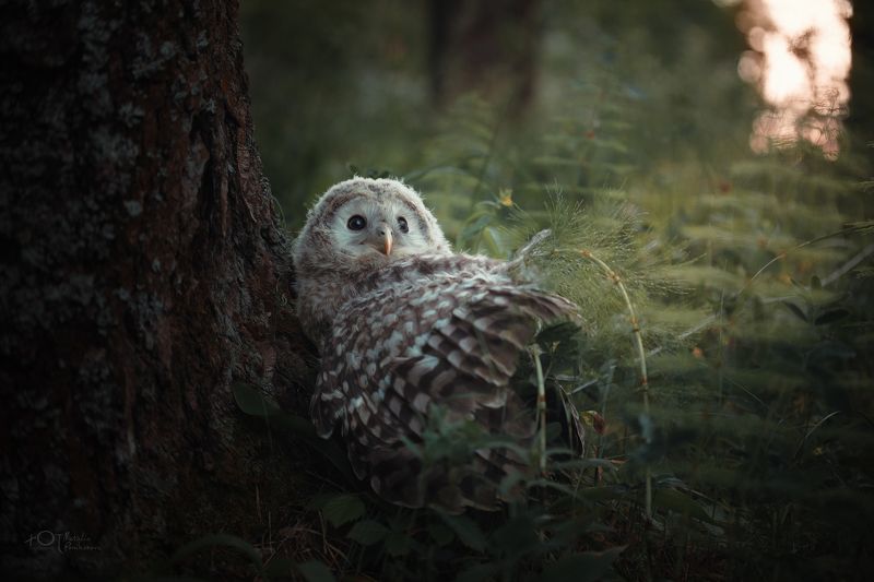 Сова :) фото превью